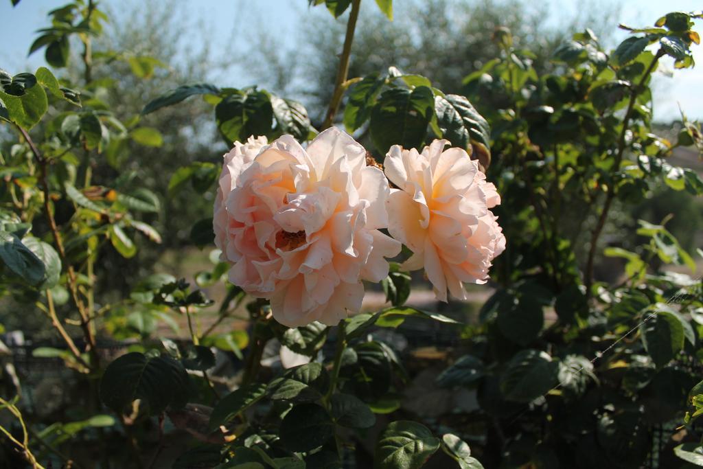 Su Recreu Farm stay