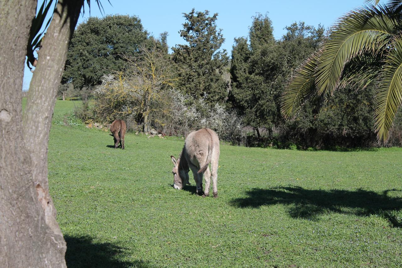 Farm stay Su Recreu Ittiri
