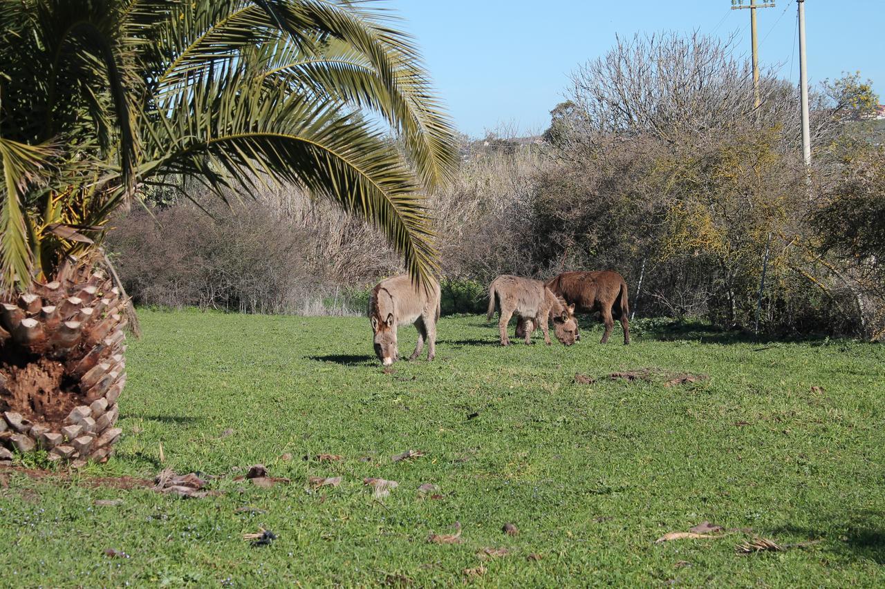 Farm stay Su Recreu *